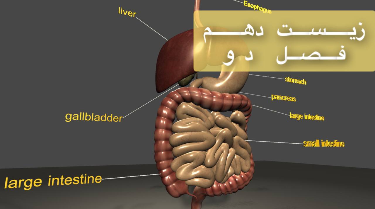 ویژه کنکوری ها- گوارش در معده