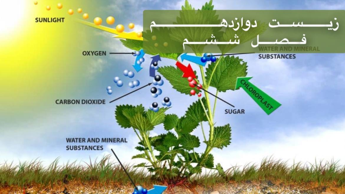 دوازدهم - بررسی جامع فصل ششم در 3 ساعت - ویژه نهایی و کنکور - حل سوالات کنکور